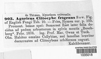 Agaricus clitocyboides image